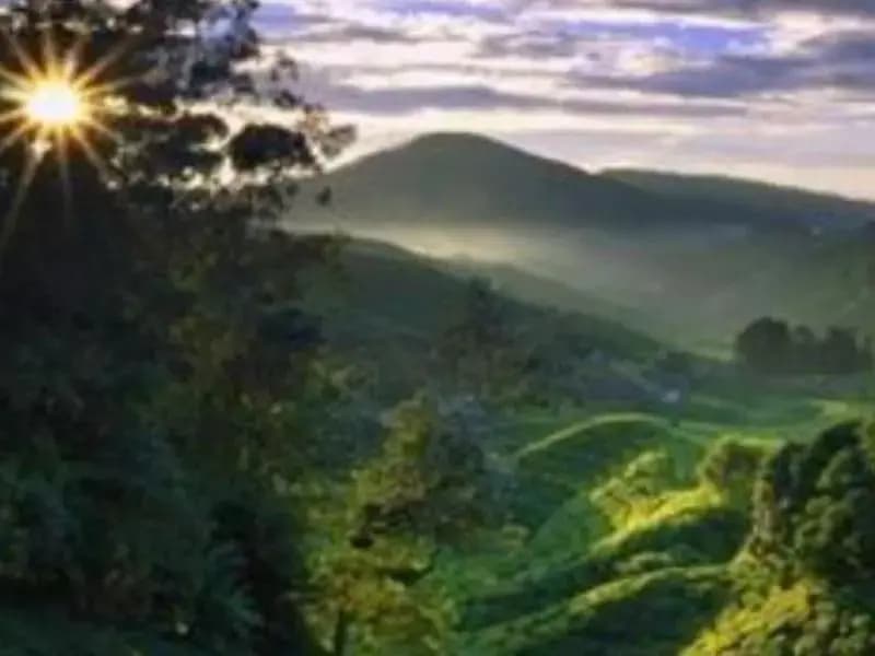 Holiday Accommodation Cameron Highlands - photo 6