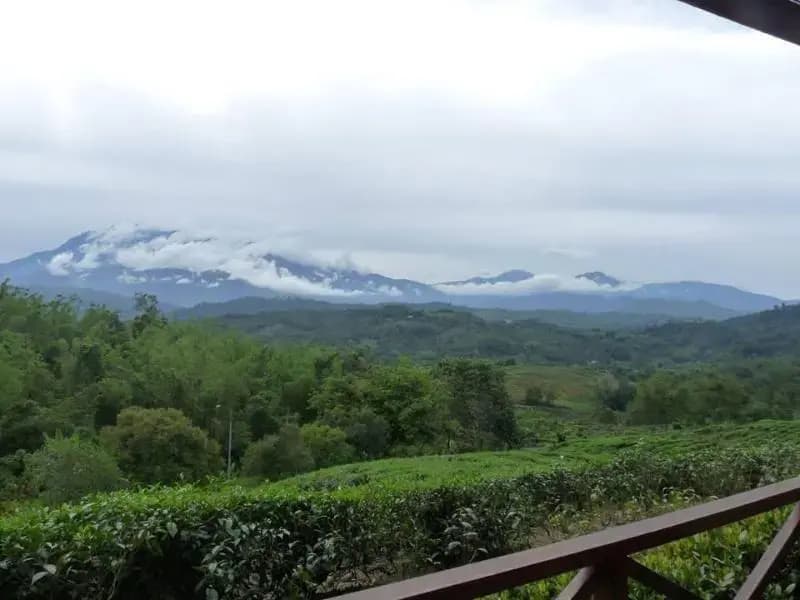 Sabah Tea Garden - photo 1