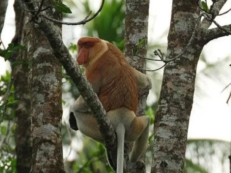 Monkey Top Safari - photo 4