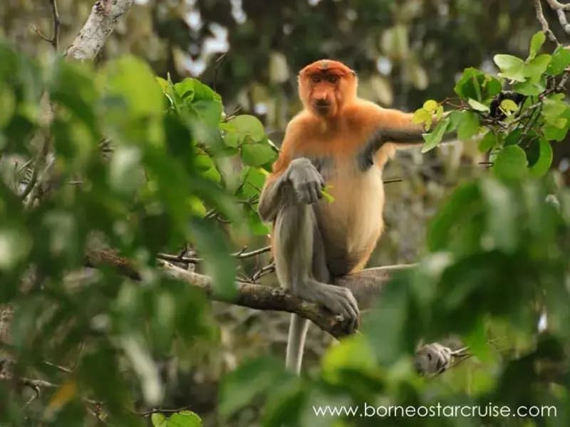 Monkey Top Safari - photo 7
