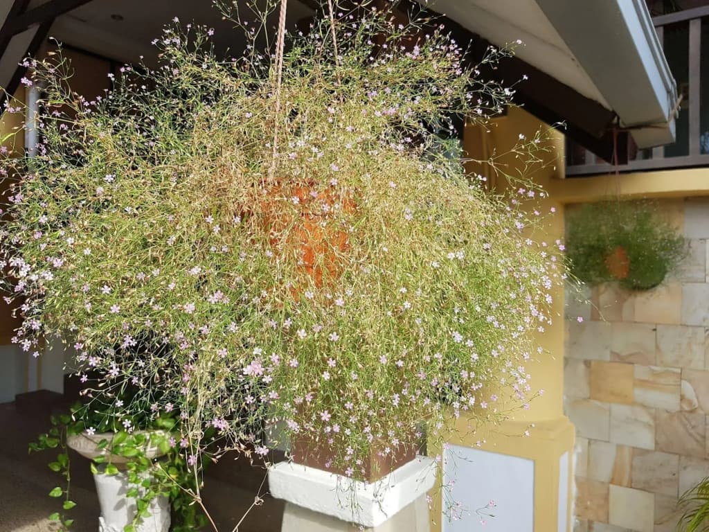 D'Feringghi Haus Hotel & Restaurant - photo 21