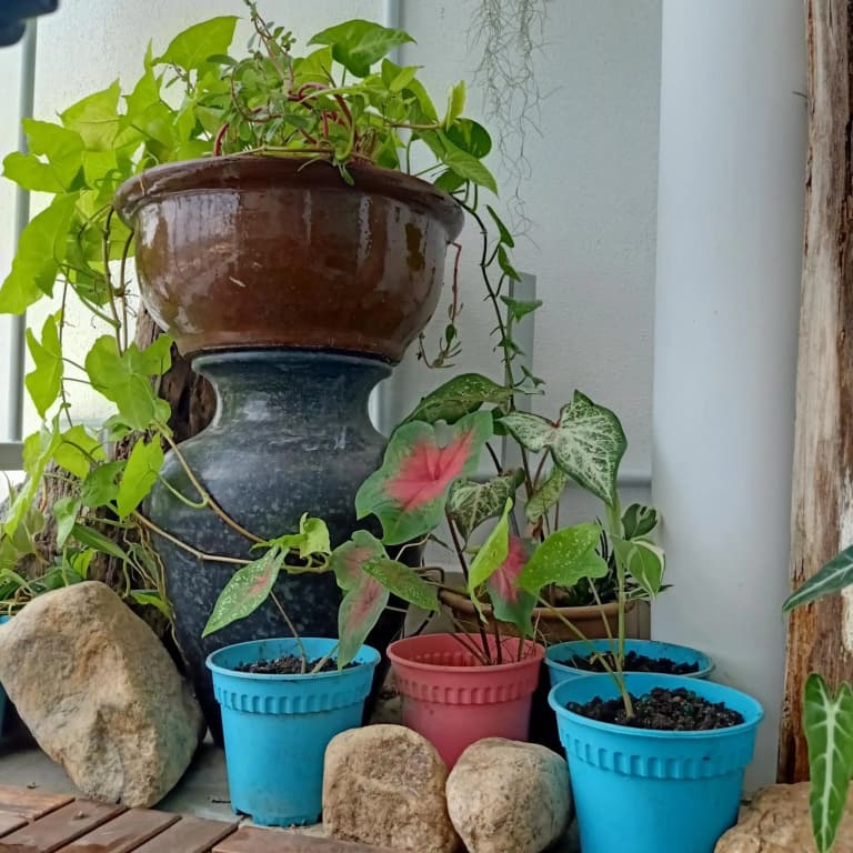 SCANDI HOMESTAY IPOH muslem - photo 14
