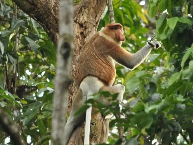 Borneo Nature Lodge - photo 8