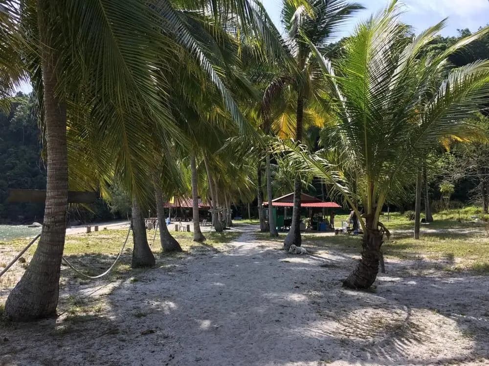 Wild Pasir Panjang - photo 10