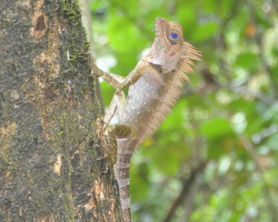 Permai Rainforest Resort - photo 18