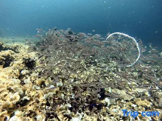 Cooldive Semporna - photo 3