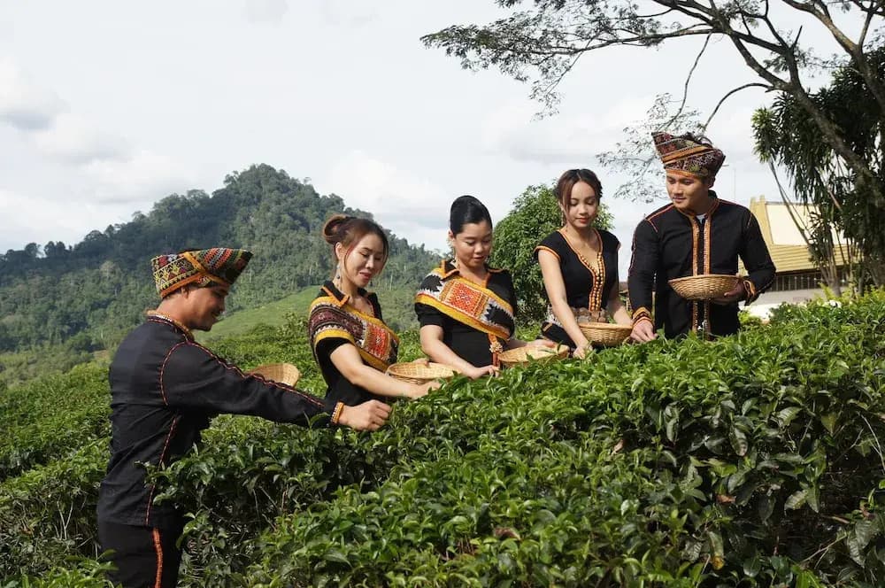 Sabah Tea Resort - photo 24