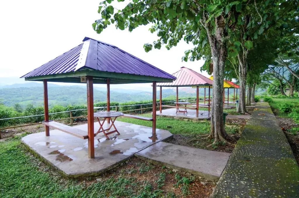 Sabah Tea Garden - photo 11
