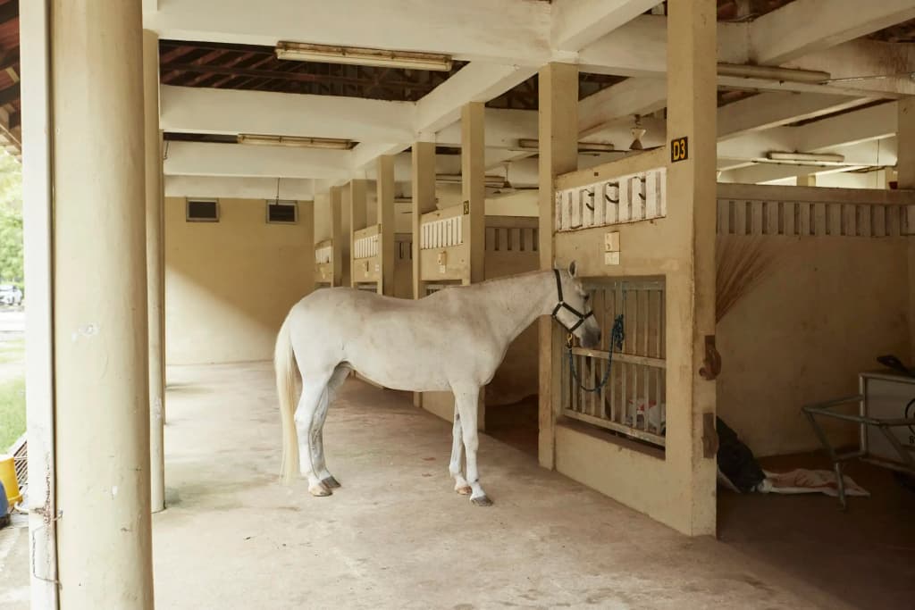 Terengganu Equestrian Resort - photo 14