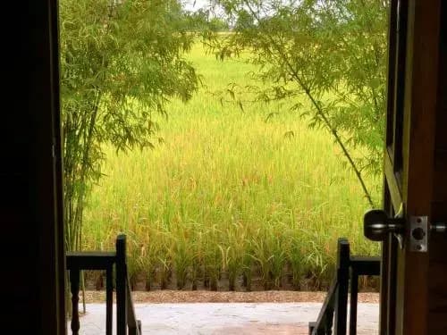 Eat-Sleep-Paddy-Repeat! Country Luxury @ Dorani - photo 12