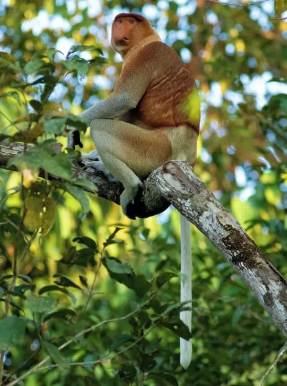 Borneo Nature Lodge 2 - photo 9