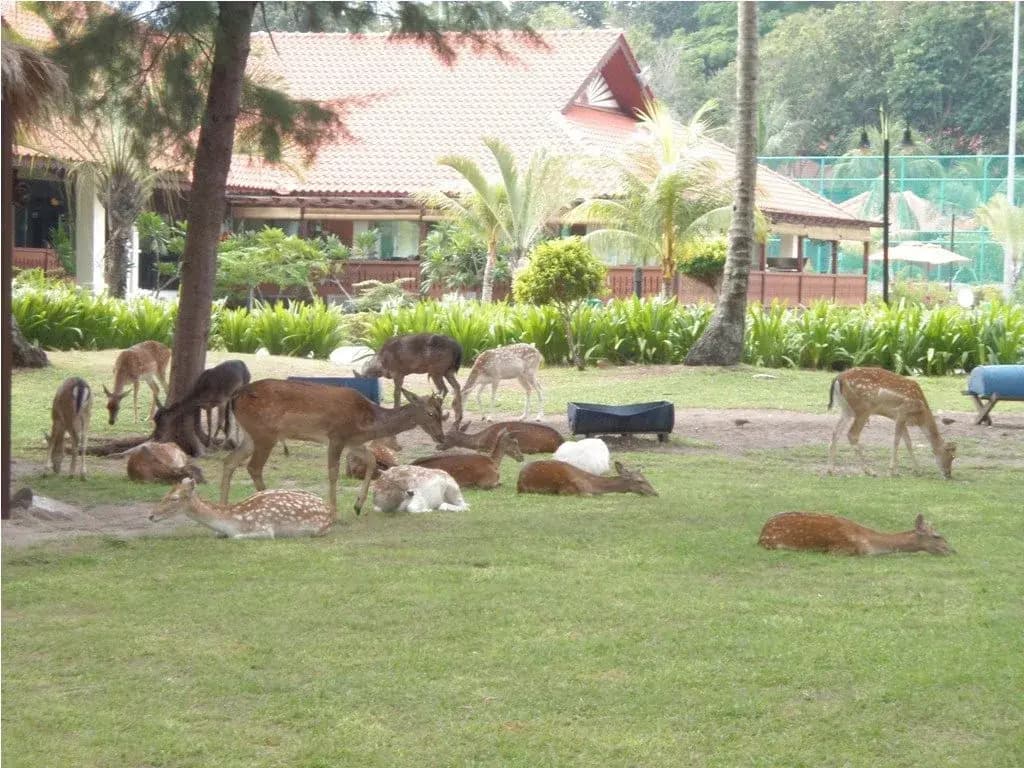 Sibu Island Resort Johor - photo 18