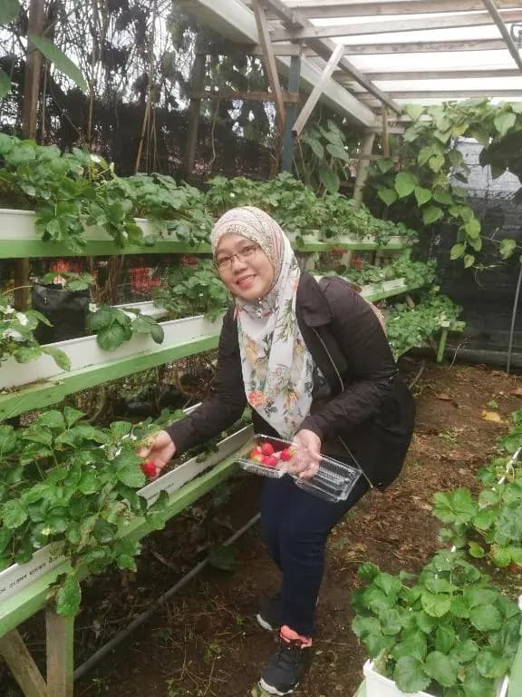 Strawberry Rest House Mesilou Kundasang - photo 11
