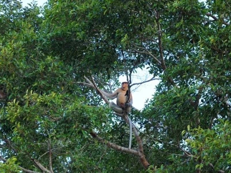Kinabatangan Wetlands Resort - photo 10