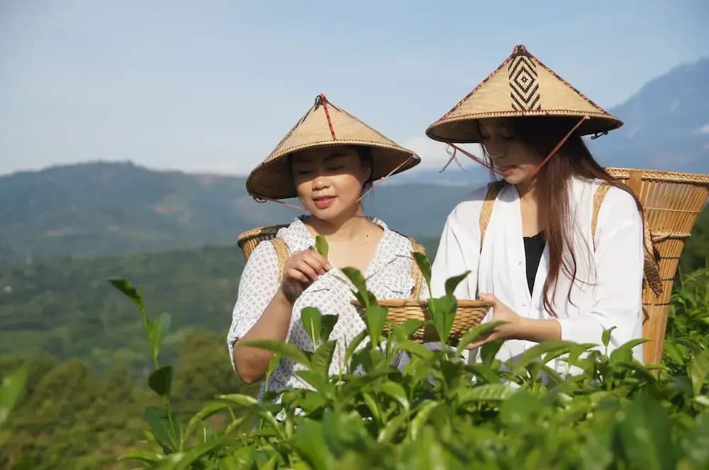 Sabah Tea Resort - photo 38