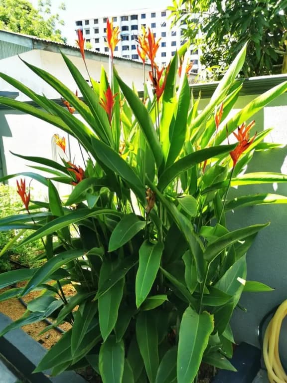 Surprised Homestay Butterworth - photo 29