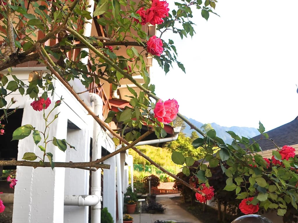Nabalu Kundasang Lodge - photo 11