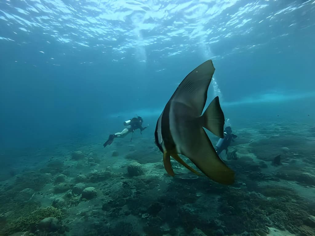 Marina Bay Resort & Restaurant Tioman - photo 19