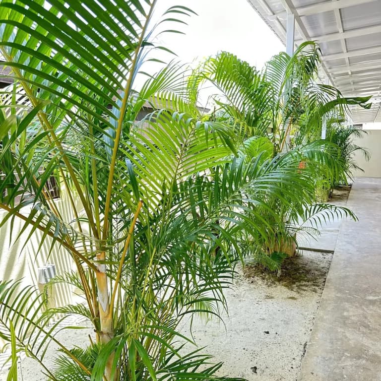 Adina Pool Villa Cenang Langkawi 3B4R - photo 15