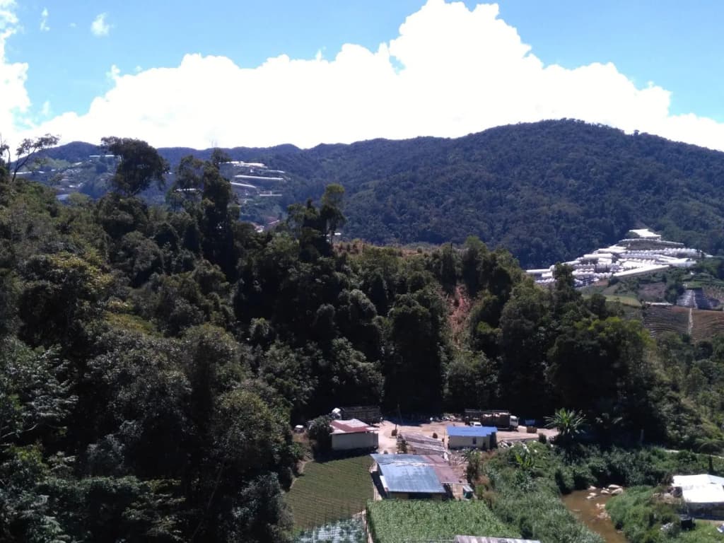 The Pines Hotel - photo 10