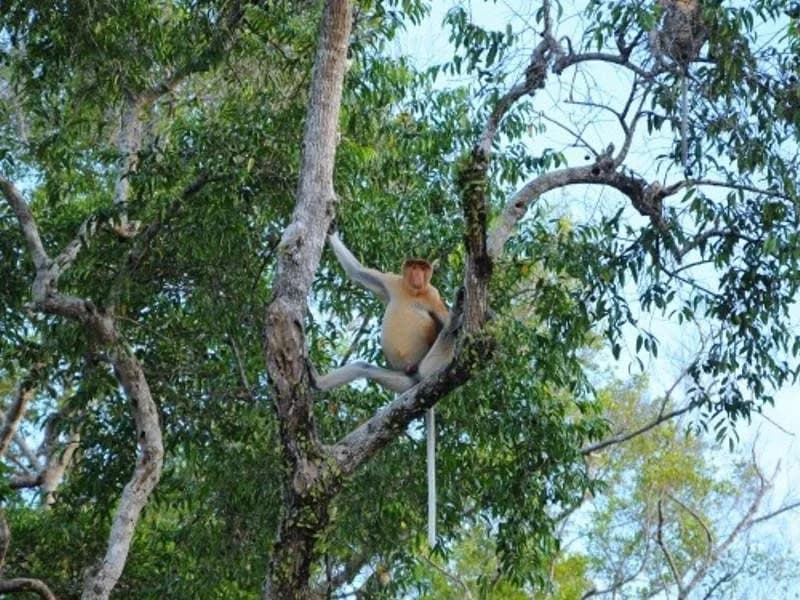 Kinabatangan Wetlands Resort - photo 14
