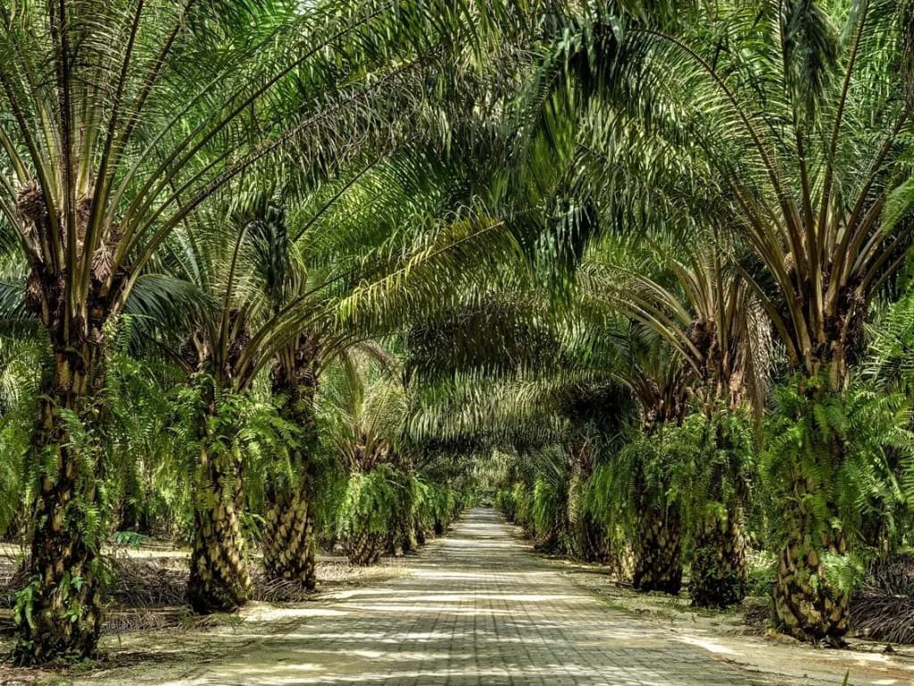 Mangala Estate Boutique Resort - photo 19