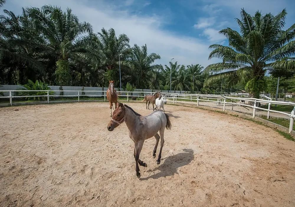 Sinar Eco Resort - photo 24
