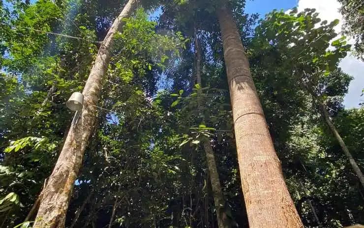 Gibbon Retreat Bentong - photo 6