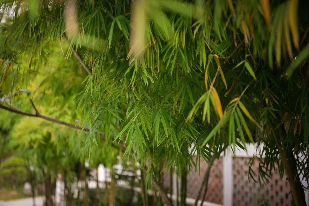 Courtyard Homestay - photo 8