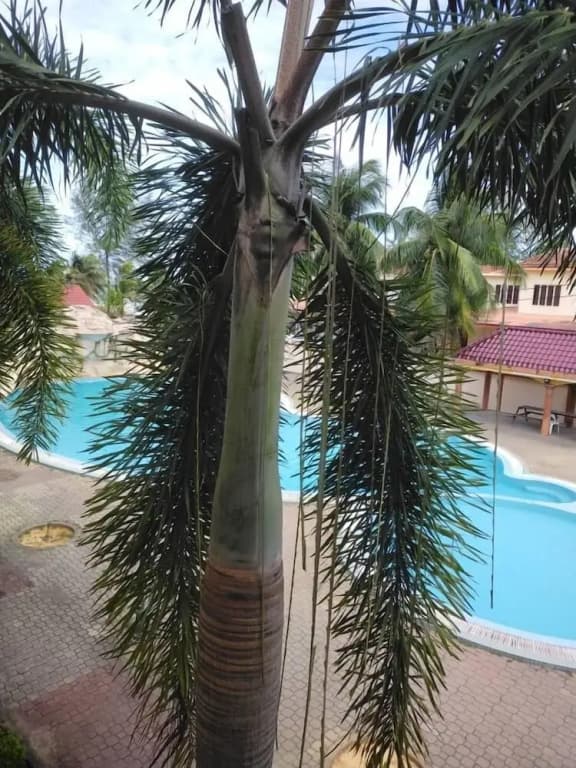 Seri Indah Resort SDN BHD - photo 8