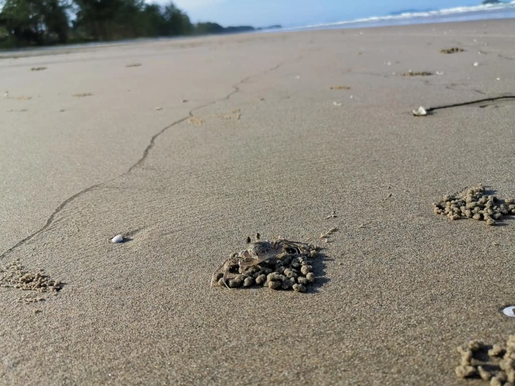 Samsuria Beach Resort & Residence - photo 28