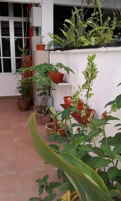 Mama Mia Home - Bukit Mertajam - photo 3
