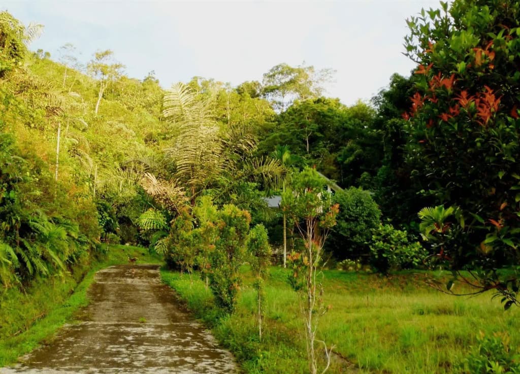 Manis Manis Rooftop of Borneo Resort - photo 8