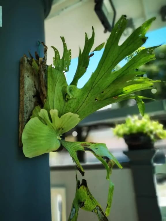 Surprised Homestay Butterworth - photo 19