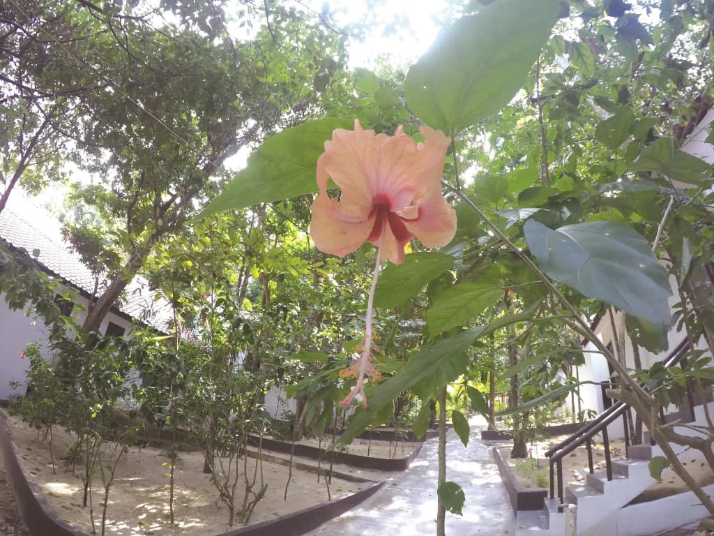 Perhentian Tivoli Inn - photo 2