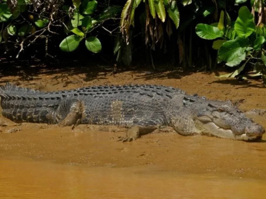 Kinabatangan Wetlands Resort - photo 11