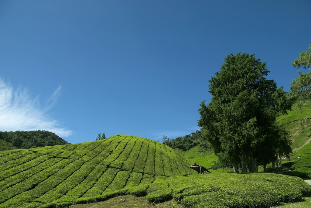 Cameron Highlands Resort - photo 15