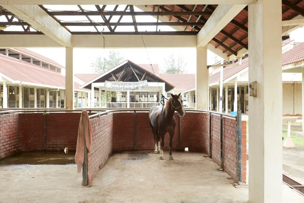 Terengganu Equestrian Resort - photo 22