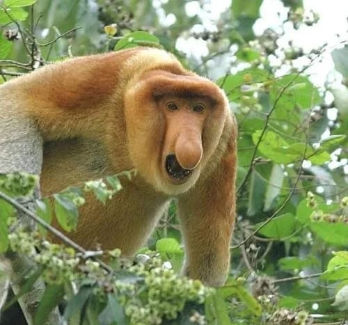 Sukau Backpackers B&B - photo 16
