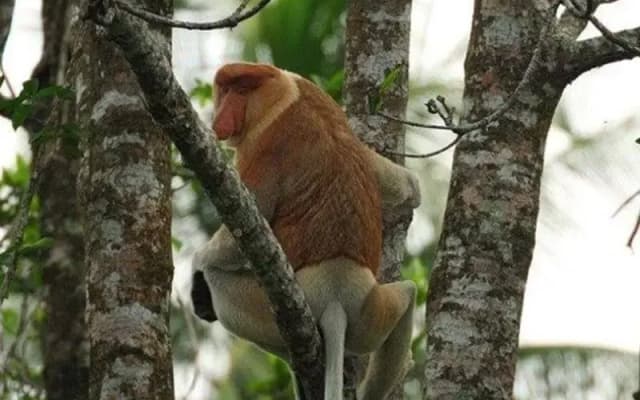Monkey Top Safari - photo 4