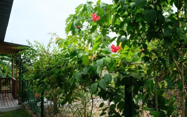 Tung's Tropika - With a Wooden Hut by a Lake - photo 4