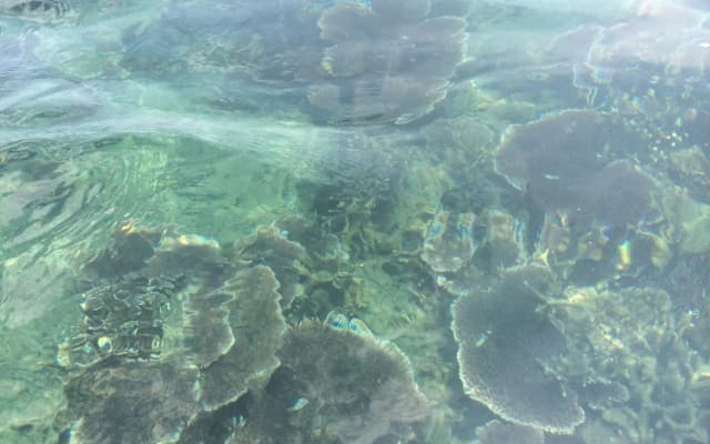 Damai Tioman Resort - photo 3