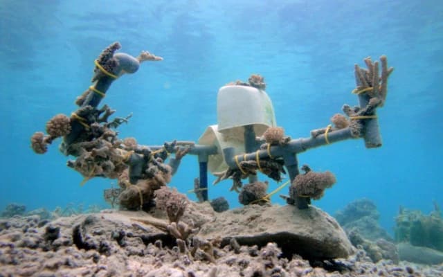 Celebes Beach Resort - photo 2