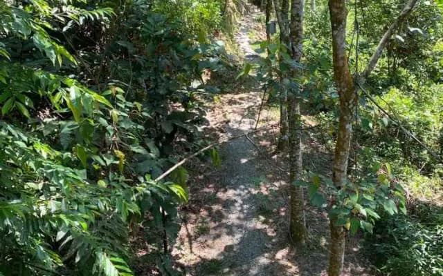 Gibbon Retreat Bentong - photo 3