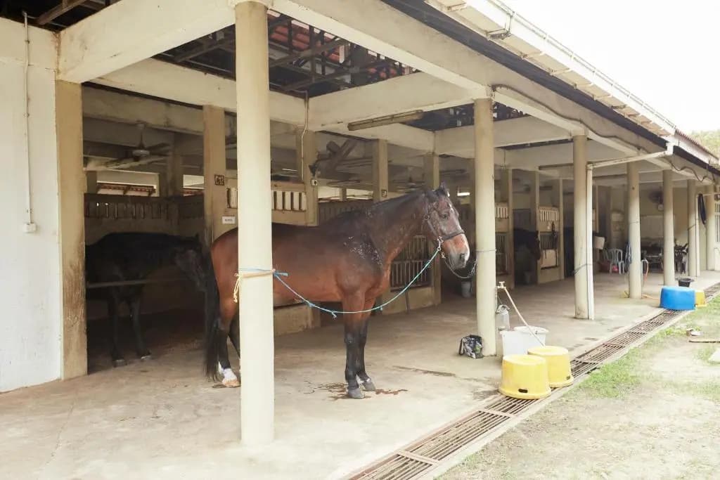 Terengganu Equestrian Resort - photo 15
