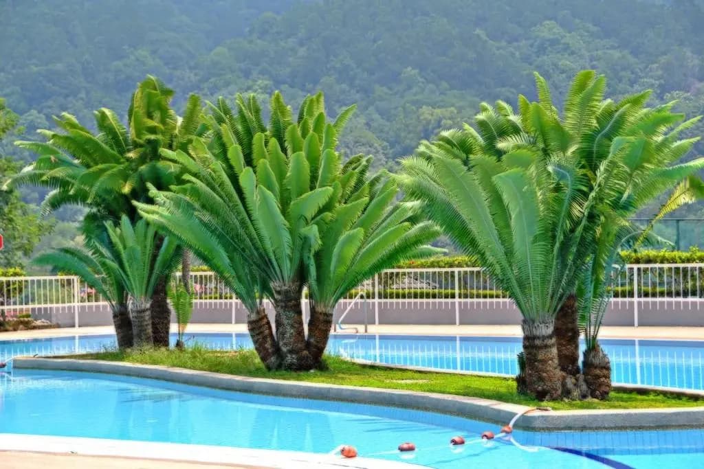 Meru Suites at Meru Valley Resort - photo 17